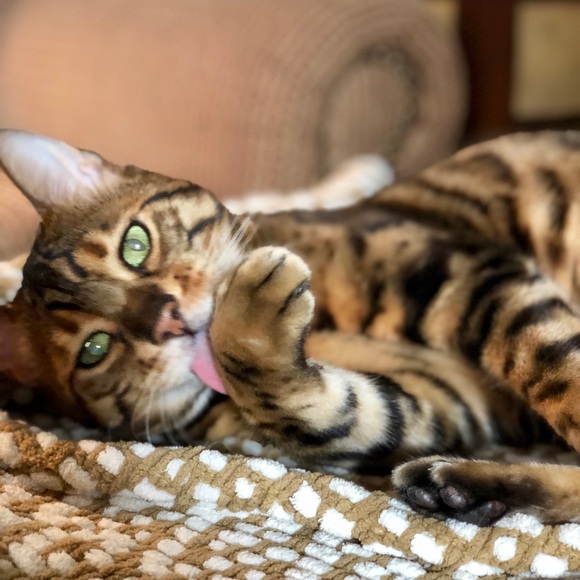 COMMENTS FULL! - Picture 5 of 8